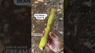 Trying an Ice Cream Bean! | Farmer Nick #shorts