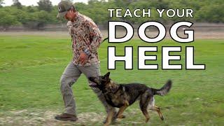 Teach Your Dog to HEEL Competition Style