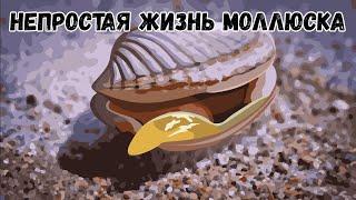 Двустворчатый моллюск