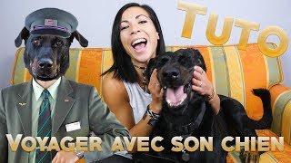 TUTO - Comment voyager avec son chien