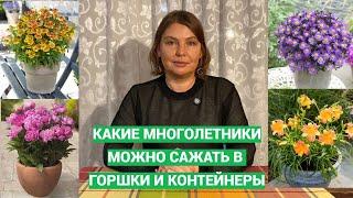 Многолетники в горшках. Какие сажать можно, а какие нельзя.