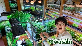 MOST BEAUTIFUL PLANTED FISH STORE TOUR in JAPAN! AQUASHOP wasabi