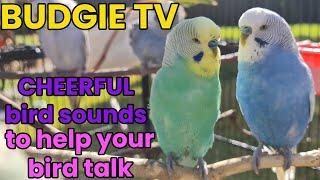 BUDGIE TV - Happy Australian Budgie Sounds Great for Lonely Birds