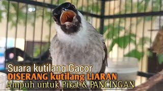 Suara Burung Kutilang Gacor ASLI Tanpa isian, Ampuh untuk Pikat Kutilang bikin kutilang Ribut gacor