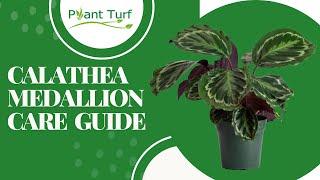 Calathea Medallion Care and Propagation Guide