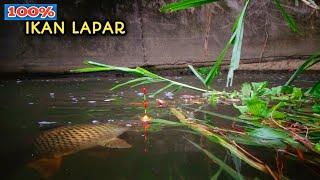 Langka Pemancing,, Parit kecil ini penuh ikan, sekali lempar langsung dimakan #hp - 196