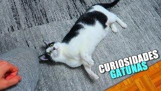 CURIOSIDADES DE LOS GATOS