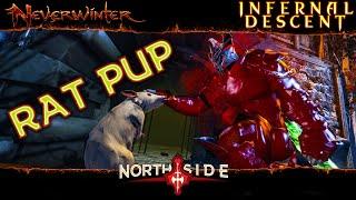 Neverwinter Mod 18 - Rat Pup Showcase + Barkshield Update Northside Barbarian