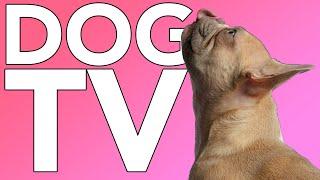 DOG TV! Petflix TV for Dogs with Relaxing ASMR Music! NEW 2022!