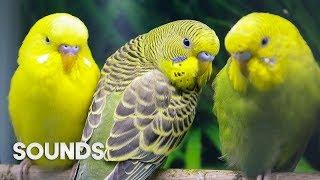 Budgies singing in Pet Store | Parakeet Sounds | 1 Hour
