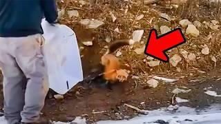 Man Saves Fox From Trap, What Happens Next Is Unbelievable