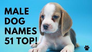  Male Dog Names ️ 51 BEST  CUTE  UNIQUE  TOP  Ideas | Names