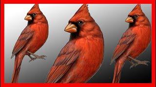 Northern Cardinal Song, Northern Cardinal Call, Bird Sound, Call, Chirp - Cardinalis Cardinalis