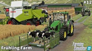 Moving Calf, Barley & Wheat Harvesting│Frühling│FS 22│Timelapse#12