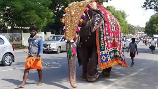 Beautifully Decorated Indian Elephants | South India Temple Festival | The RubieVerse
