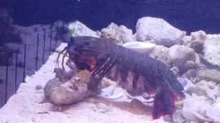 Mantis shrimp vs crab in deadly fight!