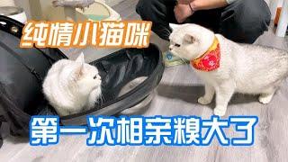 纯情小猫咪第一次相亲糗大了