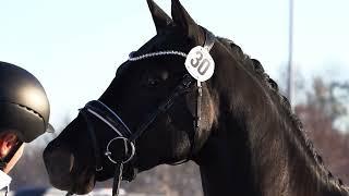 Impressionen Pflastermusterung Trakehner Hengstmarkt 2023