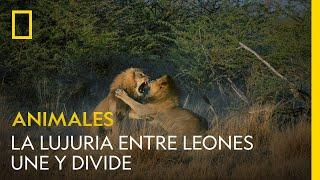 La lujuria une y divide: estos leones hermanos pelean por amor | NATIONAL GEOGRAPHIC ESPAÑA