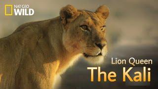 The Kali - Lion Queen [ Lion pride new Documentary 2022 ] - Nat Geo wild.