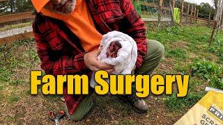 Another Day of Farm Life Injured Chicken Deer Hunting Daily Chores