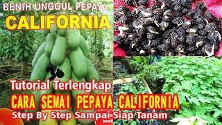 SERING GAGAL SEMAI PEPAYA CALIFORNIA ‼️IKUTI LANGKAI INI DI JAMIN CEPAT TUMBUH