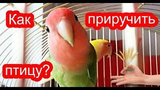 Как Приручить Попугая к рукам / Что делать когда только купил ПОПУГАЯ ?