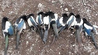 Air Rifle Hunting - Magpies Pest Control video 5 /2014