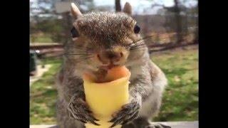 Squirrel Eats an Apple