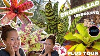 Rare Bromeliad Unboxing  & Bromeliad Garden TOUR | A girl with a garden