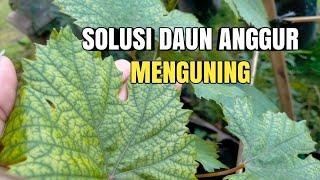 Cara mengatasi daun anggur yang menguning | daun anggur bercak kuning