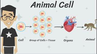 Kids Animation on Animal Cell #kidslearning #sciencefacts