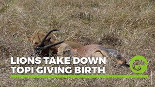 Lions take down Topi giving birth [WARNING: GRAPHIC FOOTAGE]