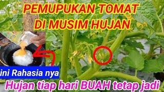 Pemupukan Tomat di Musim Hujan pada masa generati (umur 35hst)