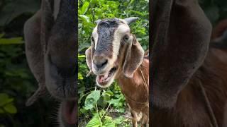 Goat Sound Beside The Green Jungle | Amazing Sound Of A Goat