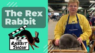 The Rex Rabbit: Breed Overview