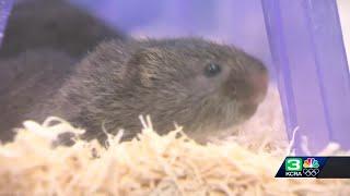 Northern California residents seeing vole infestations