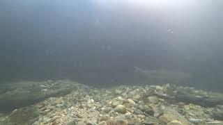 연어 (Oncorhynchus keta, Chum salmon)