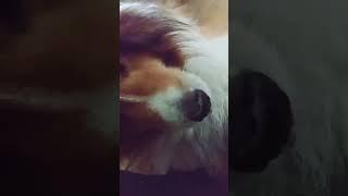 Dry Heaves from a Sheltie 9/14