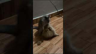 Adorable Cat Fight: Leo vs. Millie! #animals #cat #pets #shorts