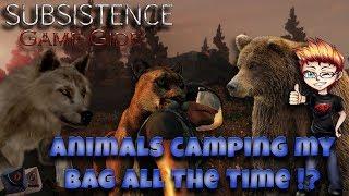 Subsistence Game Guide - Animals camping my bag all the time !?