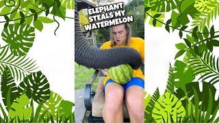 Elephant Steals my Watermelon ! #SHORTS