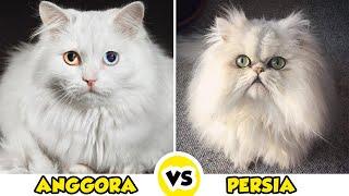 Jangan Sampai Salah! Inilah Perbedaan Kucing Anggora Dan Persia yang Sering Dikira Sama