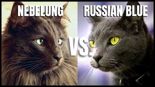 Nebelung Cat VS. Russian Blue Cat