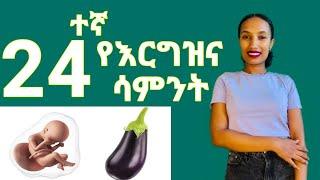 የእርግዝና ሃያ አራተኛ ሳምንት // 24 weeks of pregnancy ;What to Expect