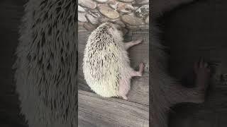 Oh my hedgehog #hedgehoge #cutebabies #cute #babiescute #animals