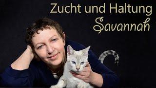 Savannah - Zucht und Haltung von Savannah Rassekatzen