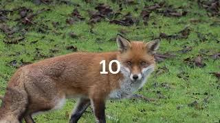 Top 10 Fox Images I Found On The internet