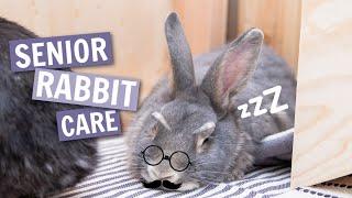 Senior Rabbit Care