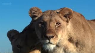 David Attenborough's Animals of Africa Migration